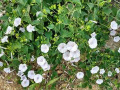 Jacquemontia pringlei