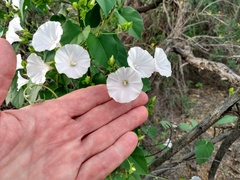 Jacquemontia pringlei