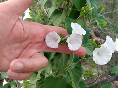 Jacquemontia pringlei