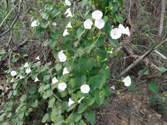 Jacquemontia pringlei