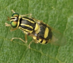 Oxycera variegata