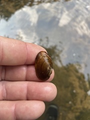 Toxolasma cylindrellum