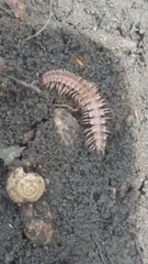 Pseudopolydesmus pinetorum