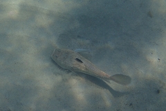 Uranoscopus scaber