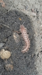 Pseudopolydesmus pinetorum