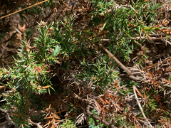 Juniperus maritima