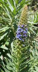 Echium candicans