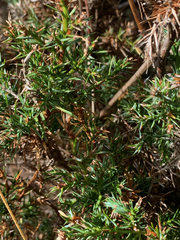 Juniperus maritima