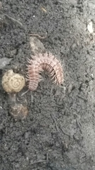 Pseudopolydesmus pinetorum