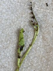 Botrychium tenebrosum