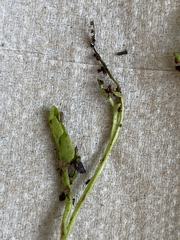 Botrychium tenebrosum