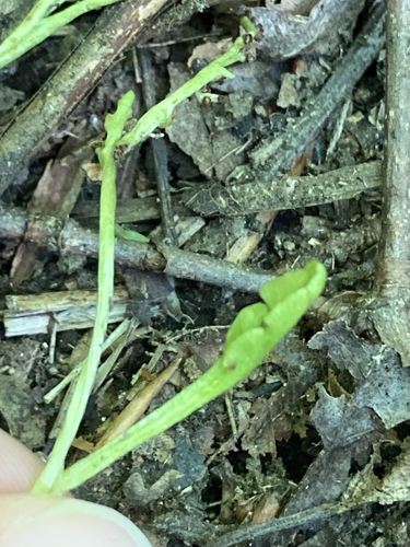 Botrychium tenebrosum (Botrychium tenebrosum)
