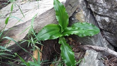 Veltheimia bracteata