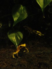 Phyllobates terribilis