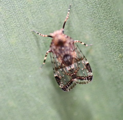 Dipsiathus obscurifrons