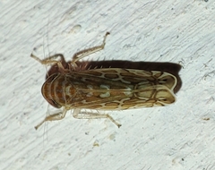 Paralimnus phragmitis