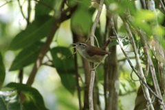 Uropsila leucogastra