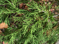 Juniperus maritima