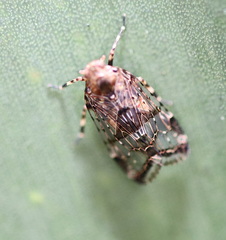 Dipsiathus obscurifrons