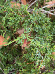 Juniperus maritima