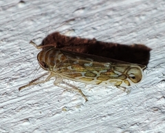 Paralimnus phragmitis