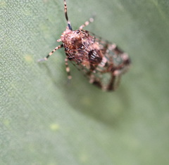 Dipsiathus obscurifrons