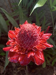 Etlingera elatior