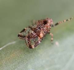 Dipsiathus obscurifrons