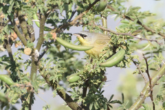 Geothlypis poliocephala