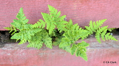 Pentagramma triangularis triangularis