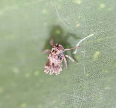 Dipsiathus obscurifrons