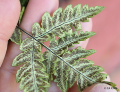 Pentagramma triangularis triangularis