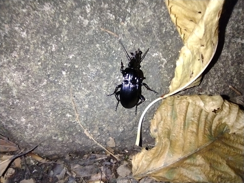 utekáčik zavalitý (Abax parallelepipedus)