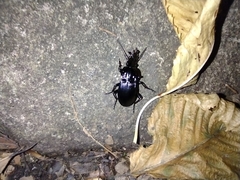 Abax parallelepipedus