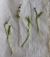 Botrychium tenebrosum