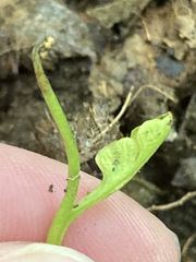 Botrychium tenebrosum