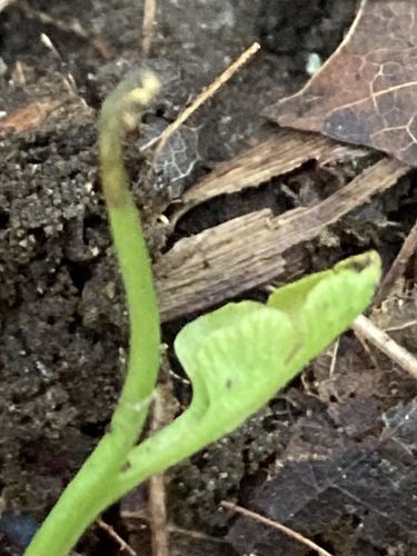 Botrychium tenebrosum (Botrychium tenebrosum)