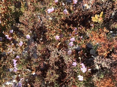 Limonium scabrum