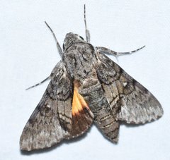 Cautethia grotei
