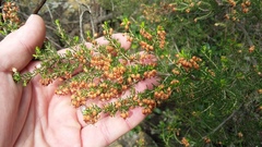 Erica simulans
