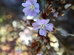 Limonium scabrum