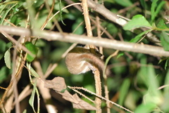 Microcebus