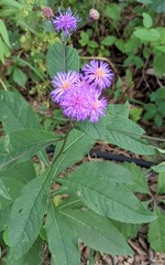Vernonia glauca