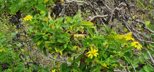 Curve-spined lecocarpus (Lecocarpus darwinii)