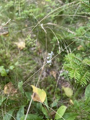 Spiranthes lacera
