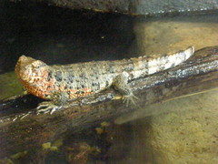 Shinisaurus crocodilurus