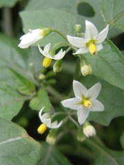 Solanum nigrum
