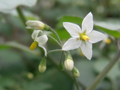 Solanum nigrum