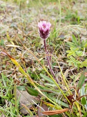 Erigeron borealis