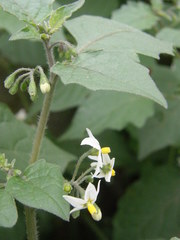 Solanum nigrum